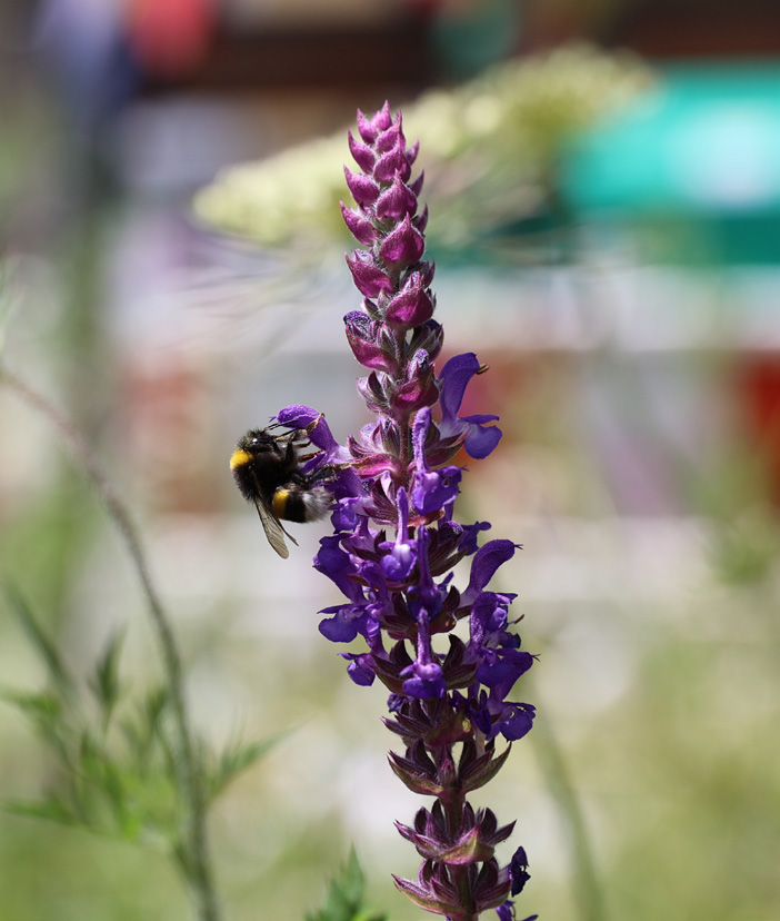 Hummel auf einer violett blühenden Steppen-Salbei-Pflanze