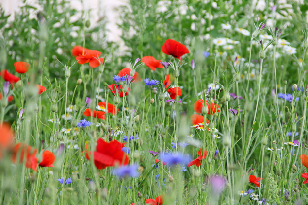 Bunte Wildblumenwiese mit Mohn und Kornblumen
