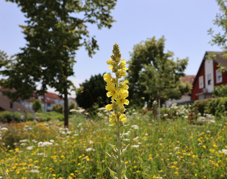 Naturnahe öffentliche Grünfläche mit Königskerze im Siedlungsraum