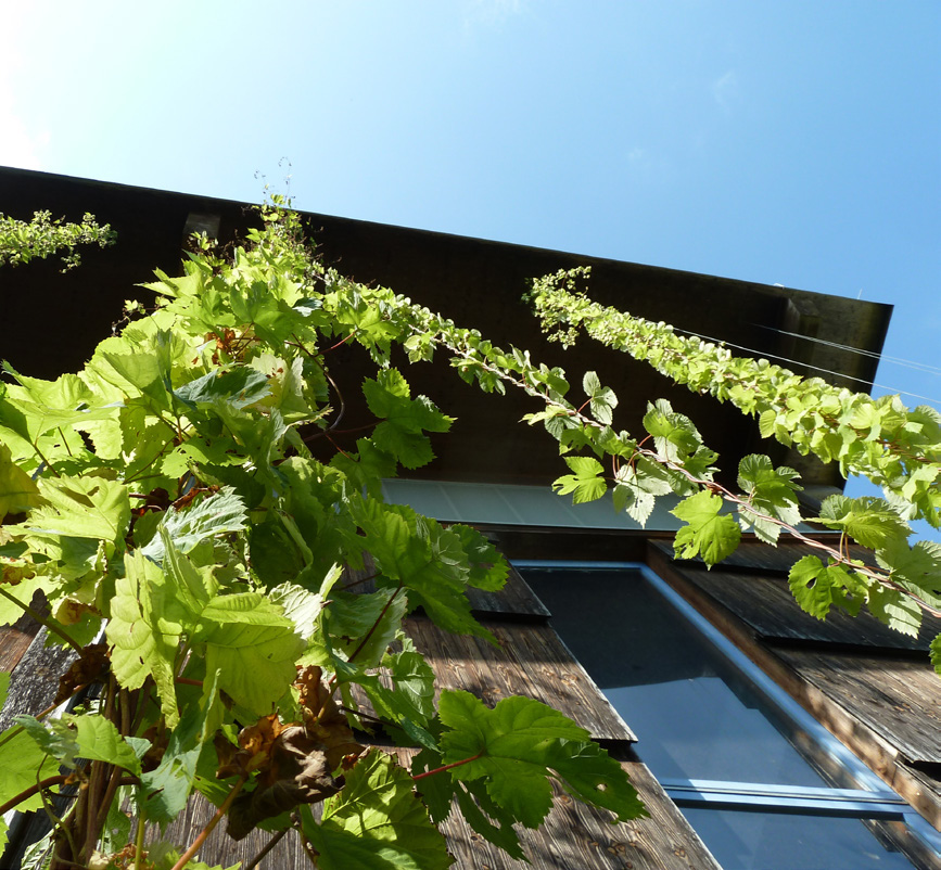 Mit Hopfen begrünte Holzfassade