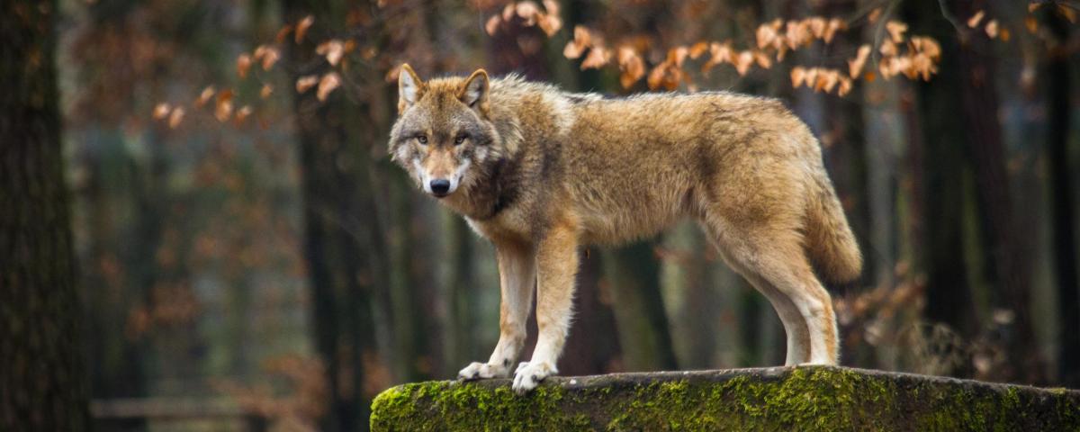 Der Wolf in Baden-Württemberg