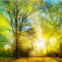Der Wald der Zukunft