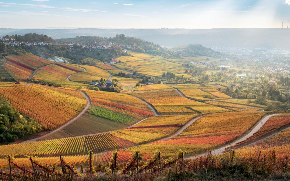 Herbstlicher Weinberg im Ländlichen Raum Baden-Württembergs