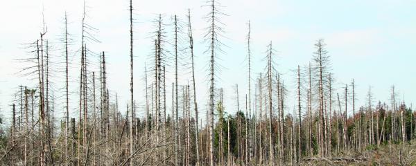 Wald-Brand