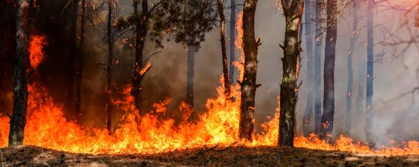Erhöhte Waldbrandgefahr in Baden-Württemberg. Was können Bürger, Kommunen und Land jetzt tun?