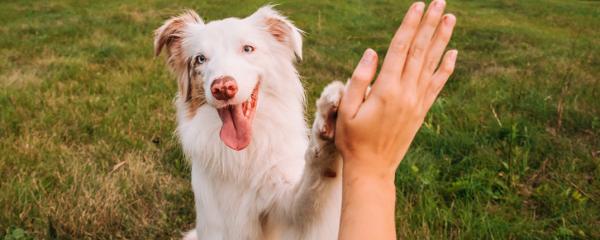 Hund gibt einem Menschen die Pfote