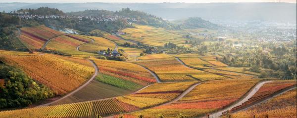 Herbstlicher Weinberg im Ländlichen Raum Baden-Württembergs